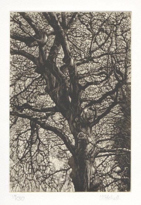 Martin Mitchell  Winter Beech