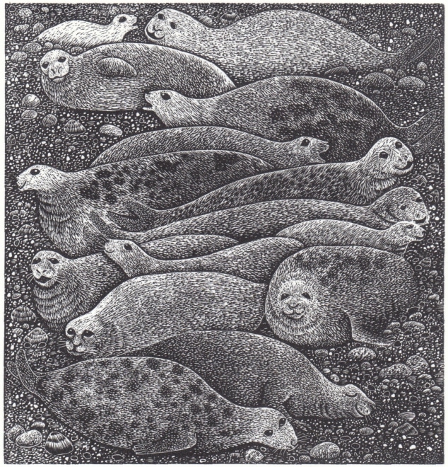 Hilary Paynter  Seals