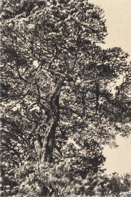Fiona Hamilton  Autumn Pine