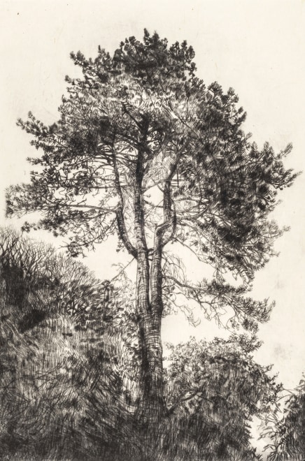 Fiona Hamilton  Greville Smyth Pine
