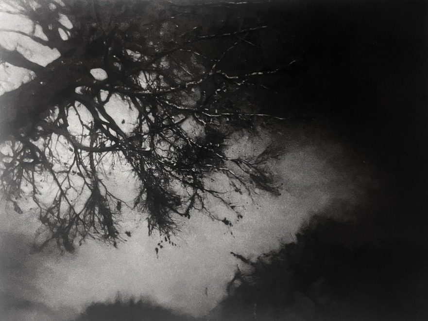 Amanda Salter  Winter Elm