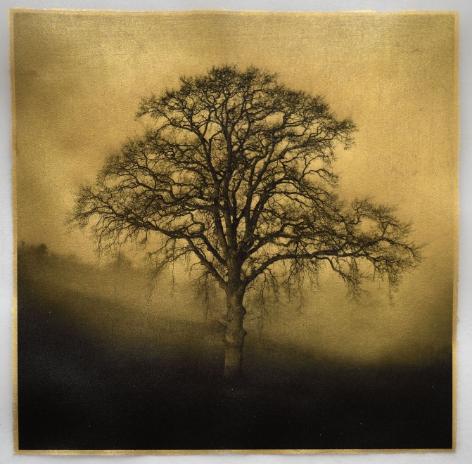 Barrie Watts  Meadow Oaks, Morning Mist, Herefordshire