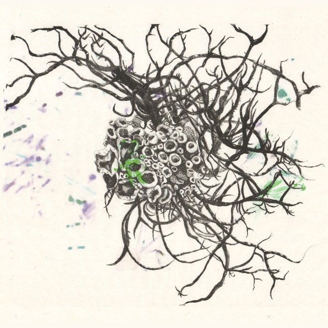 Huiyan Zhang  Lichen