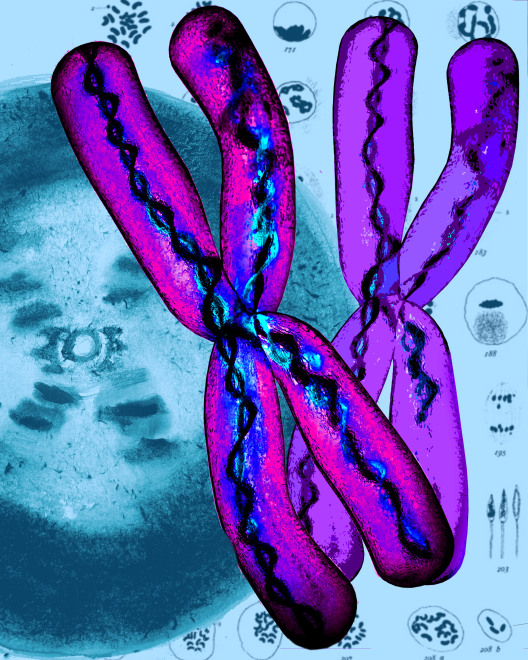 Denise Ballard Wyllie  Celebrating Unsung Scientific Sisters: Franklin Stevens Heard