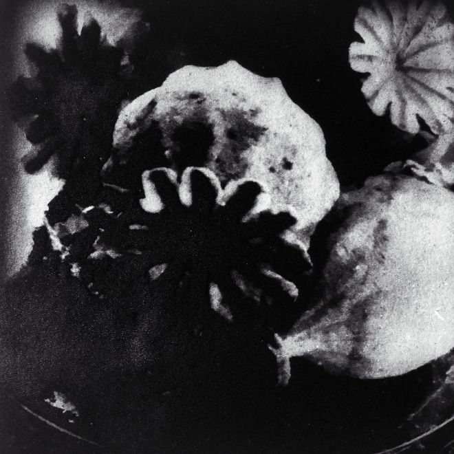 Alison Low Madigan  Poppy Seedheads in a Glass Darkly