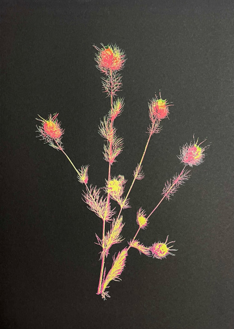 Catherine Sedgwick  Love-in-a-mist