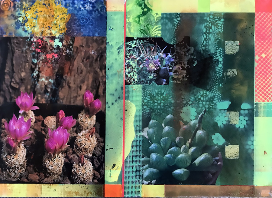 Cacti Garden 6