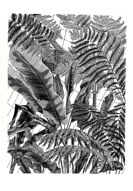 Bananas and Ferns 