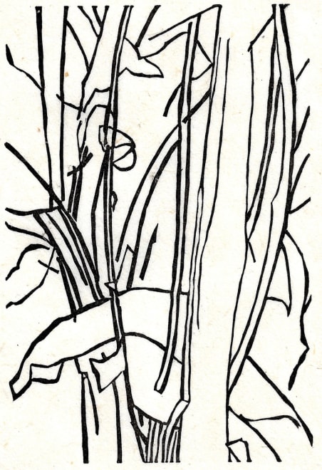 Leafing Through