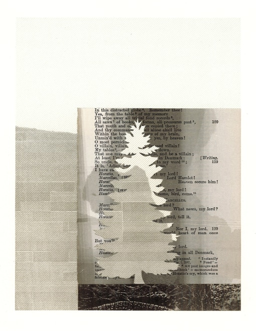 Pine Rooted in Landscape