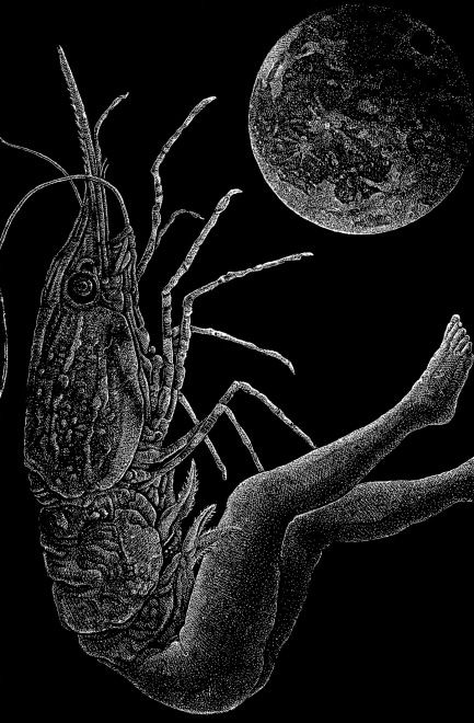 A Prawn Contemplating the Moon