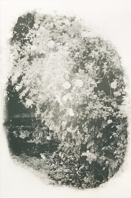 Abundant Rose