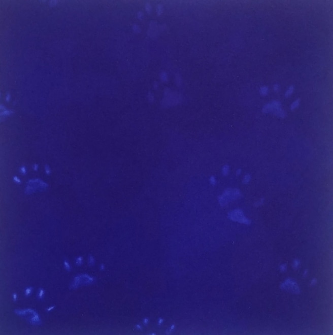 Yves Klein's Cats