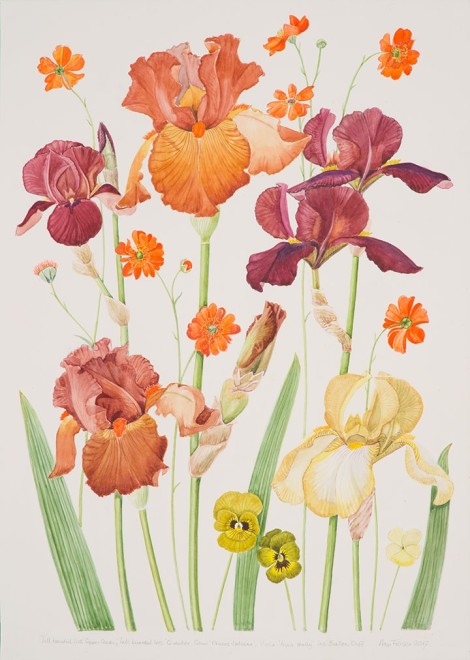 Ann Fraser, Brown tall bearded Iris with orange Geum