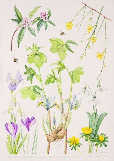 Ann Fraser, Early spring with green Hellebore and Daphne