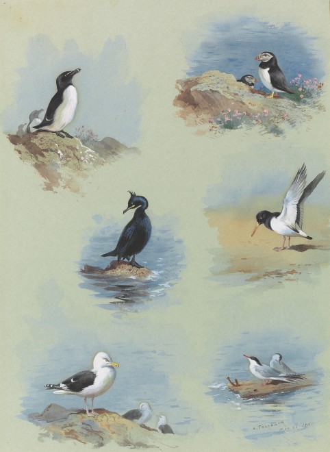 Archibald Thorburn, Birds of the British Isles Vignettes I: Razor Bill, Shag, Great Black-Backed Gull, Puffin, Oystercatcher and Tern