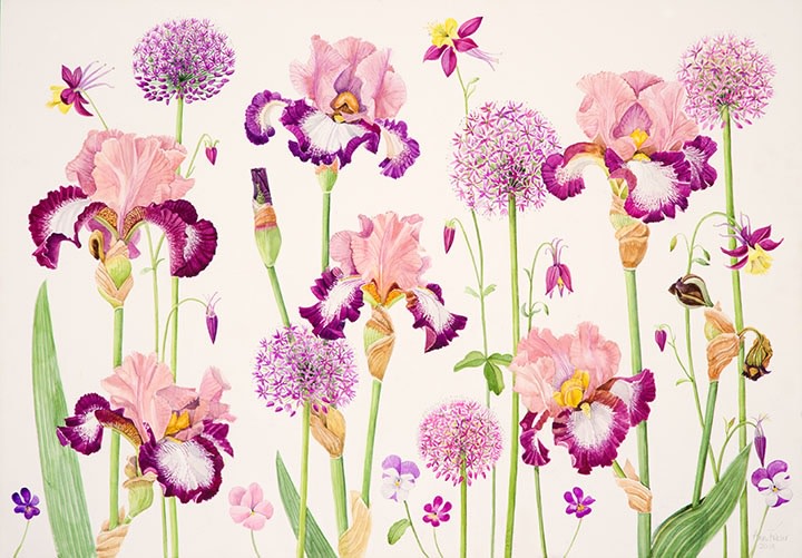 Ann Fraser, Tall Bearded Iris 'Change of Pace' with Alliums