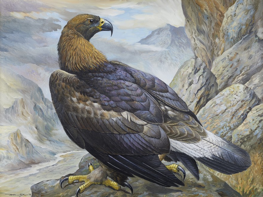 Basil Ede, Golden Eagle