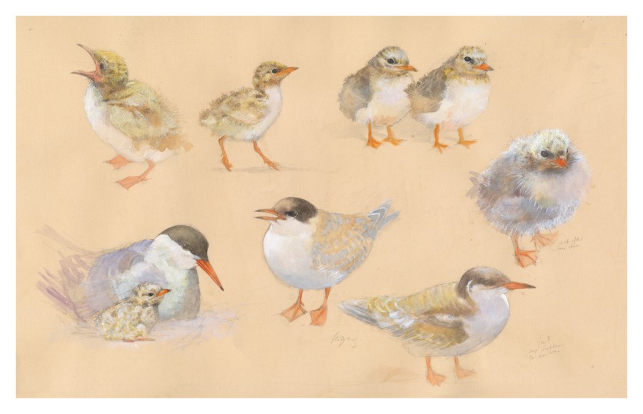 Emma Faull, Common Tern studies, Ecrehous