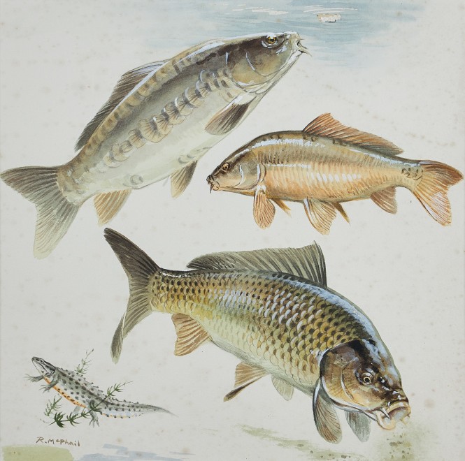 Rodger McPhail, Carp and Newt