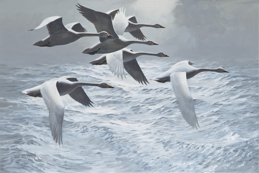 Keith Hope Shackleton, MBE, Swans above a swell