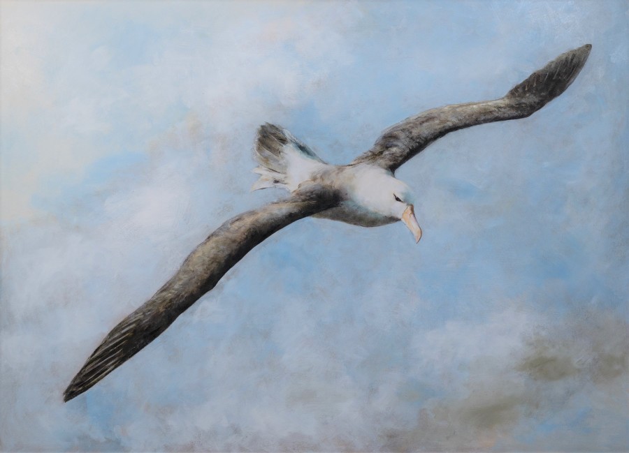 Mandy Shepherd, Albatross