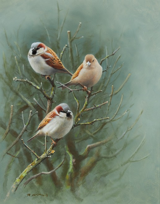 Rodger McPhail, House Sparrows