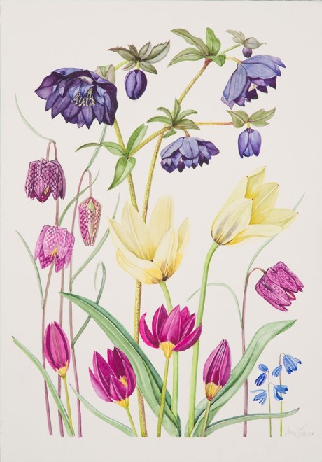 Ann Fraser, Double black Hellebore and early Tulips