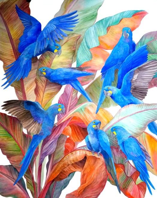 Emma Faull, Lear's Macaws