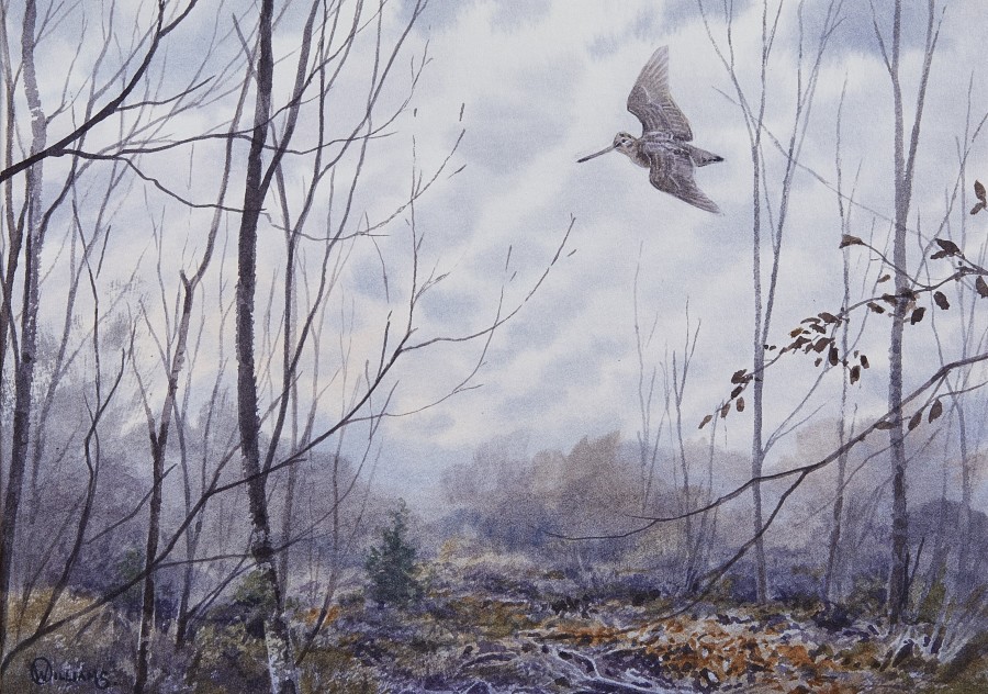 Owen Williams, Woodcock in silver birch