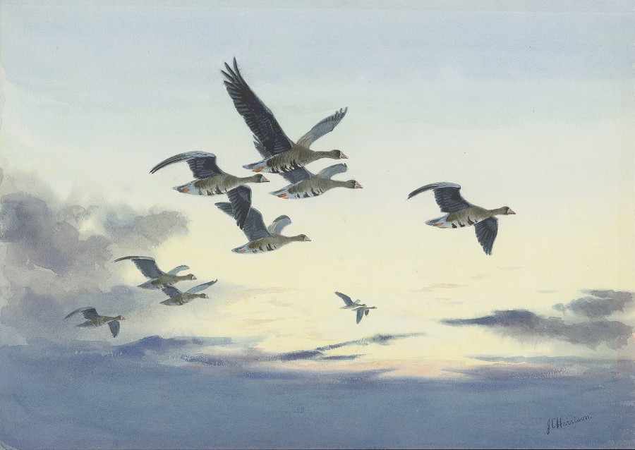 John Cyril Harrison, White-fronted Geese