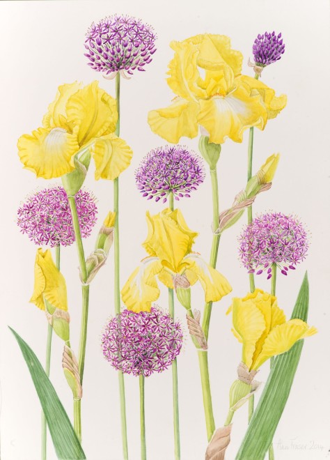 Ann Fraser, Yellow Tall Bearded Iris with Alliums