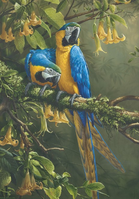 Michael Jackson, Blue and gold Macaws