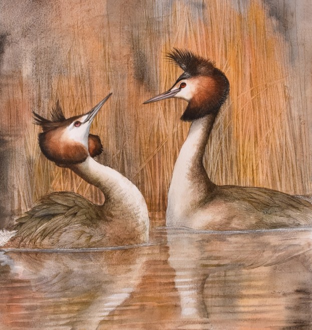 Emma Faull, Great-crested Grebe in reeds