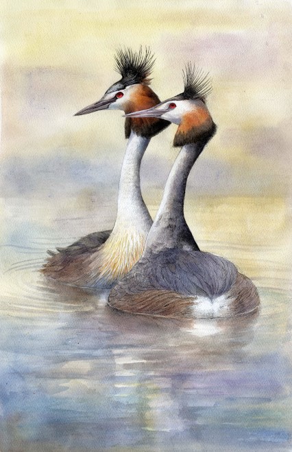 Emma Faull, Great-crested Grebe