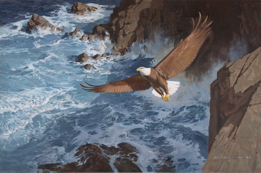 Keith Hope Shackleton, MBE, Bald eagle gliding over the waves