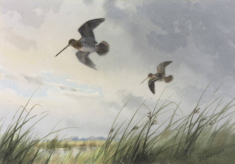 John Cyril Harrison, Snipe over the marshes