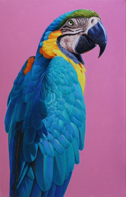 David Ord Kerr, Blue and yellow Macaw