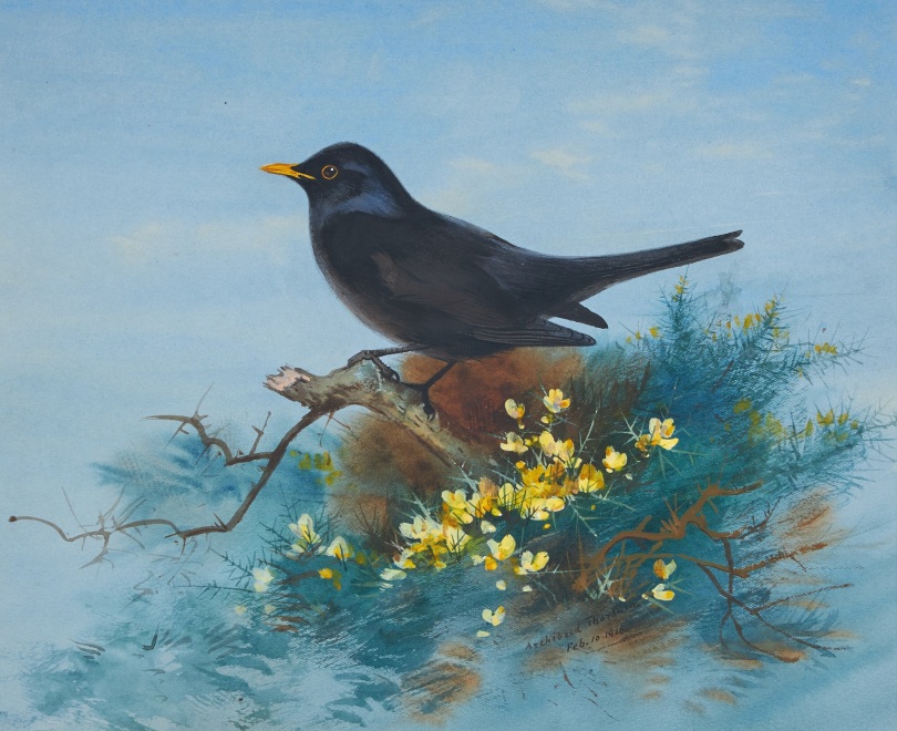 Archibald Thorburn, Blackbird
