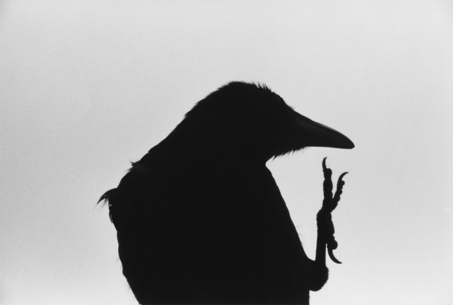 深濑昌久，选自“乌鸦”系列，1976。© 深濑昌久档案馆