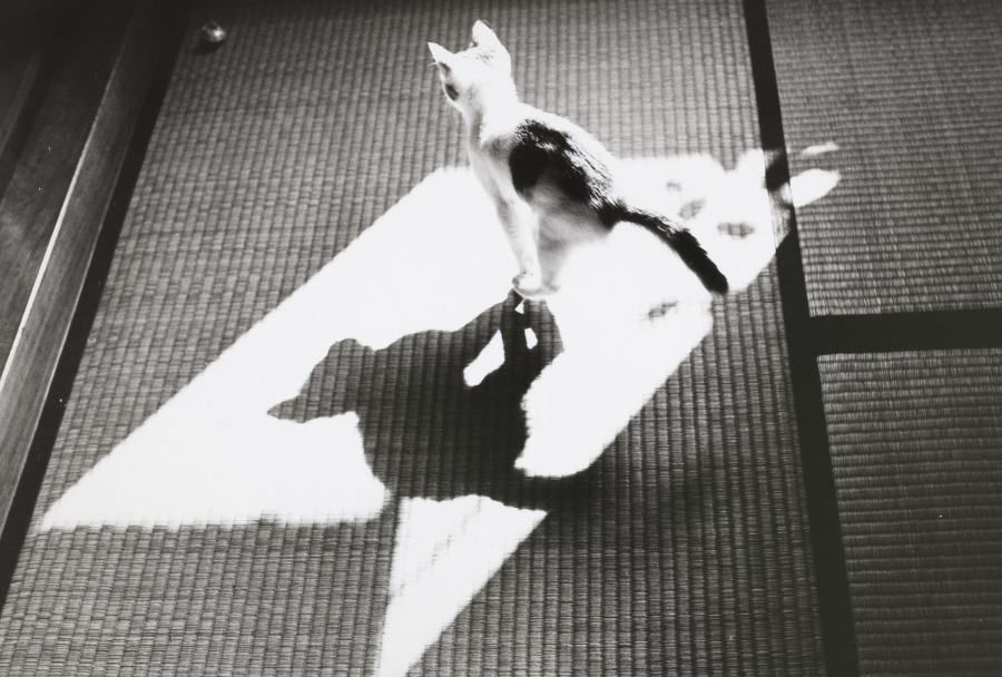 深濑昌久，Momoe，选自“佐助”系列，1978。© 深濑昌久档案馆