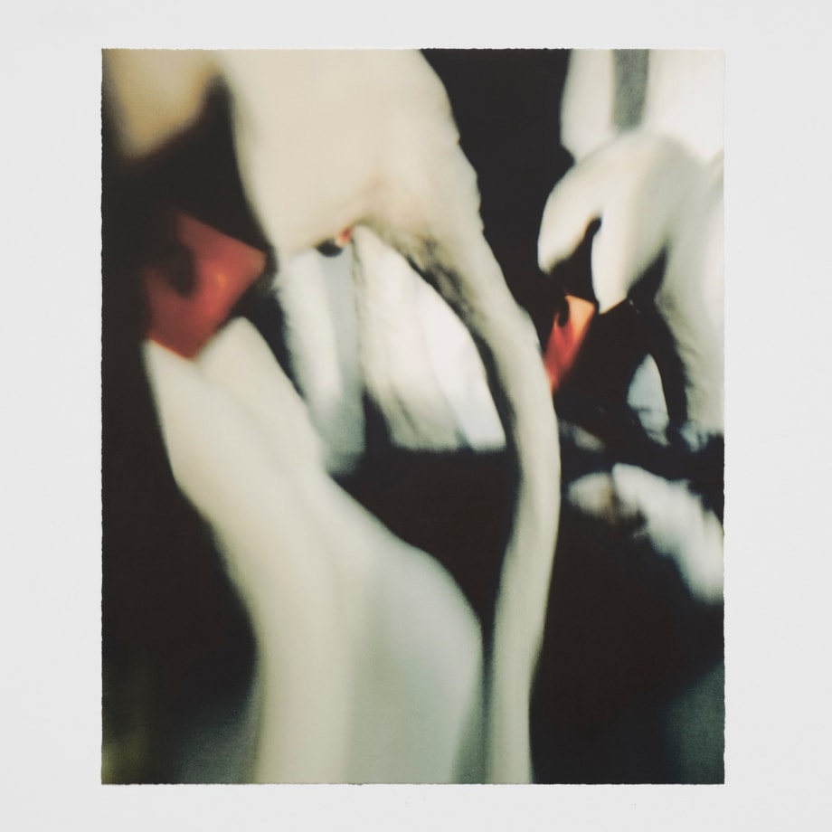 Jack Davison, Untitled, 2024