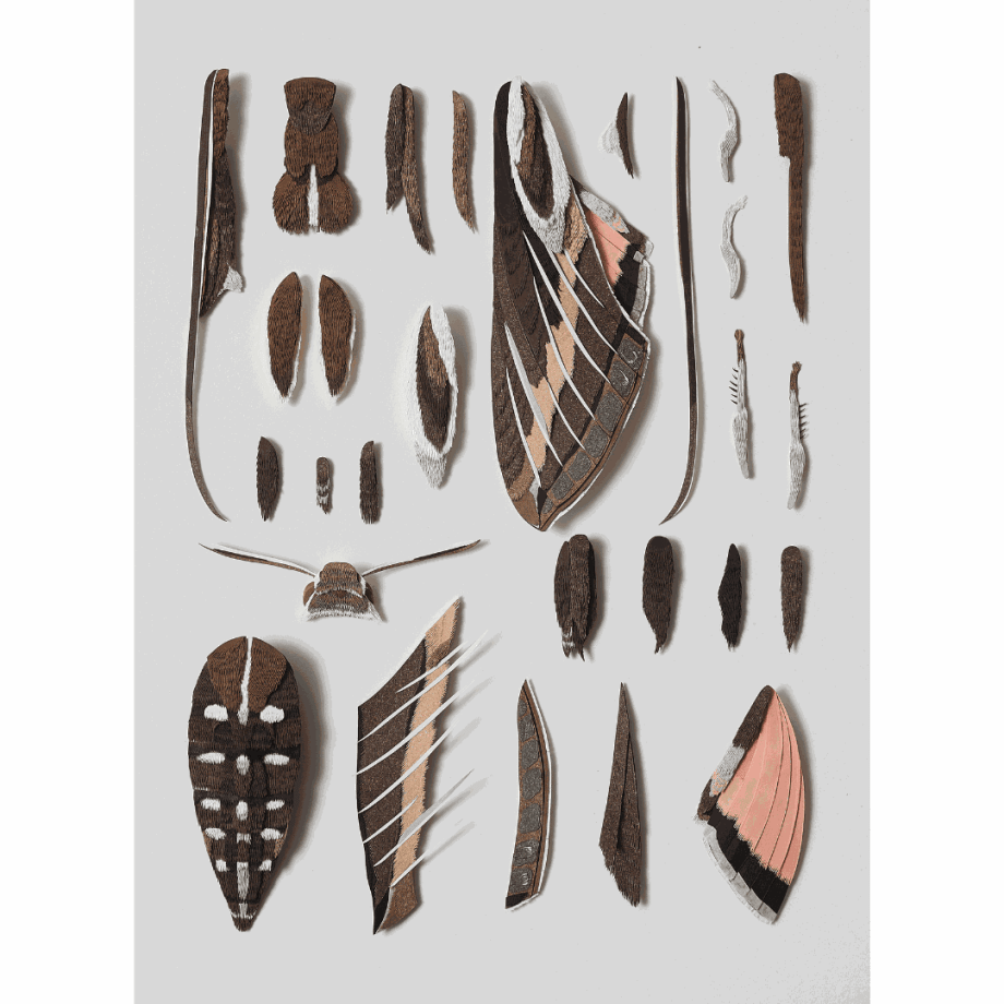 Nibha Sikander, Deconstructed White Striped Hawkmoth, 2022