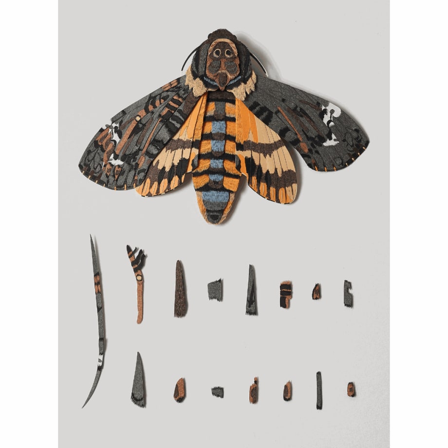 Nibha Sikander, Deconstructed Lesser Death's Hawkmoth, 2022