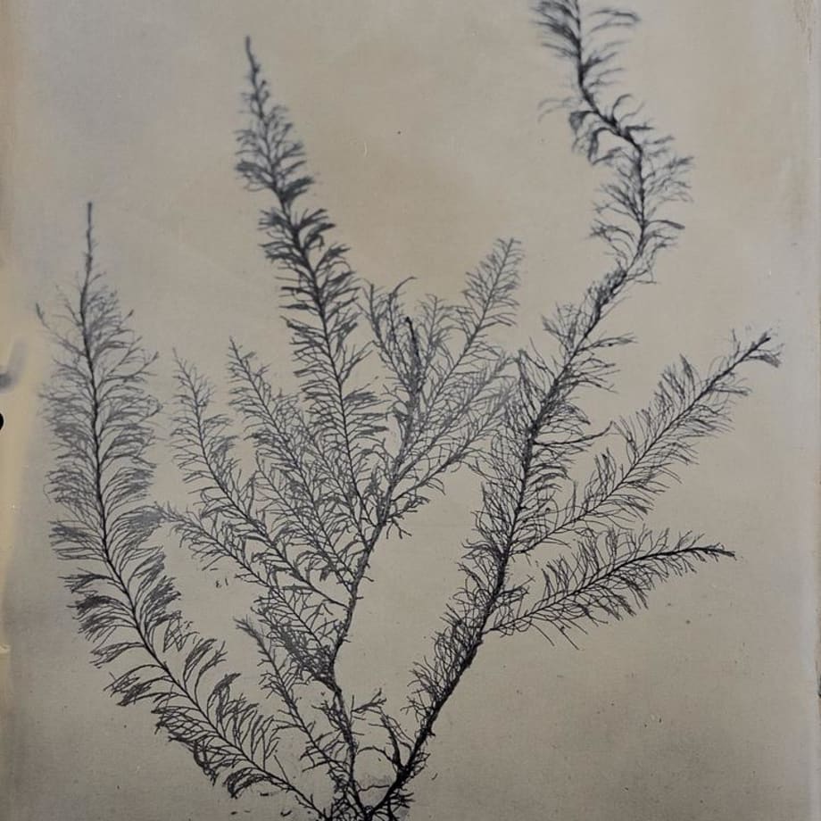 Steffen Diemer, Alge (Algae) #898, 2023