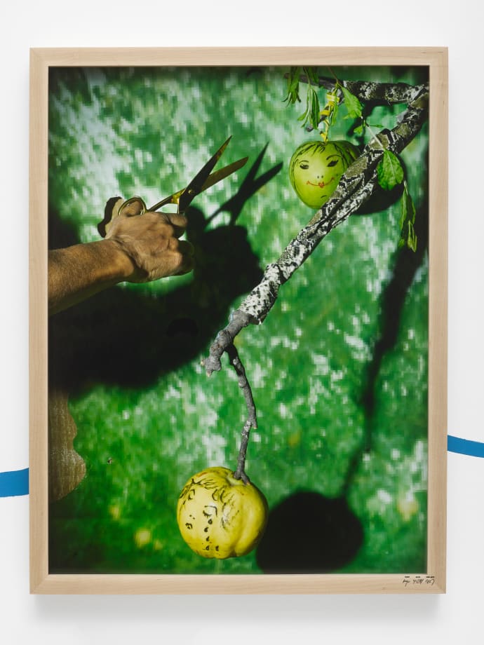 Sheida Soleimani, Crying Quince, Laughing Apple, 2022