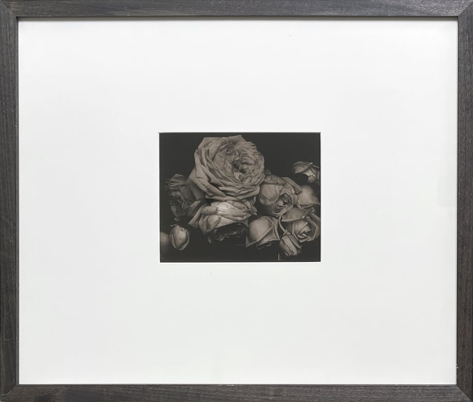 Edward Steichen, Heavy Roses, Voulangis, France, 1914