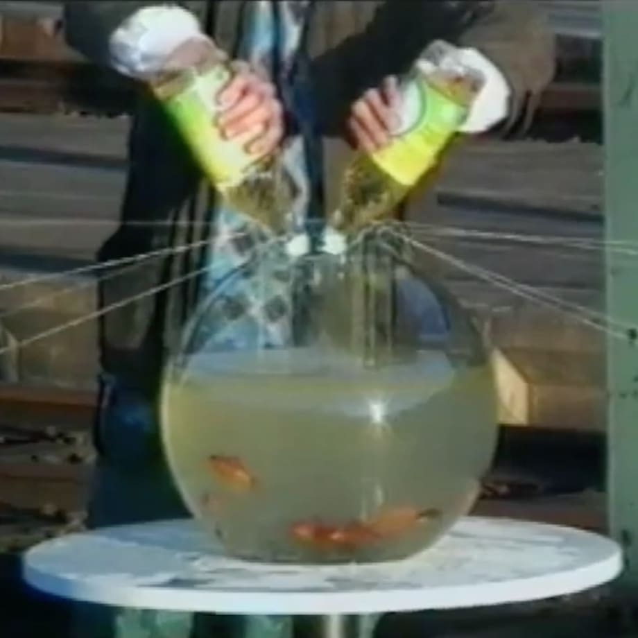 Cefalópode Heptópode