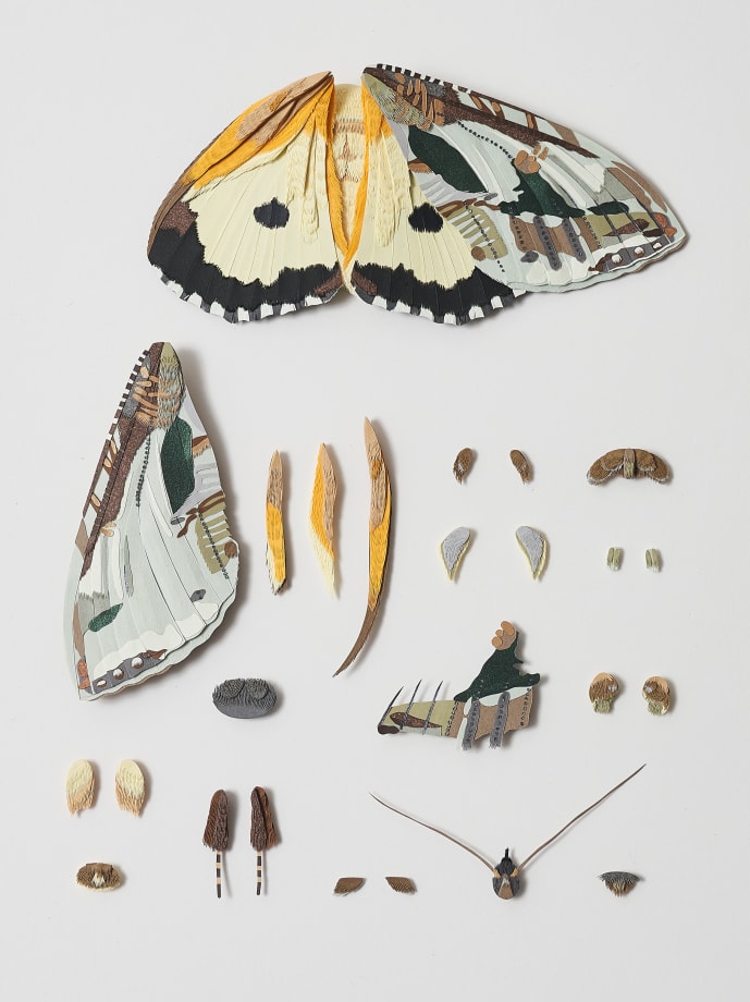 Artists tell us why bugs matter