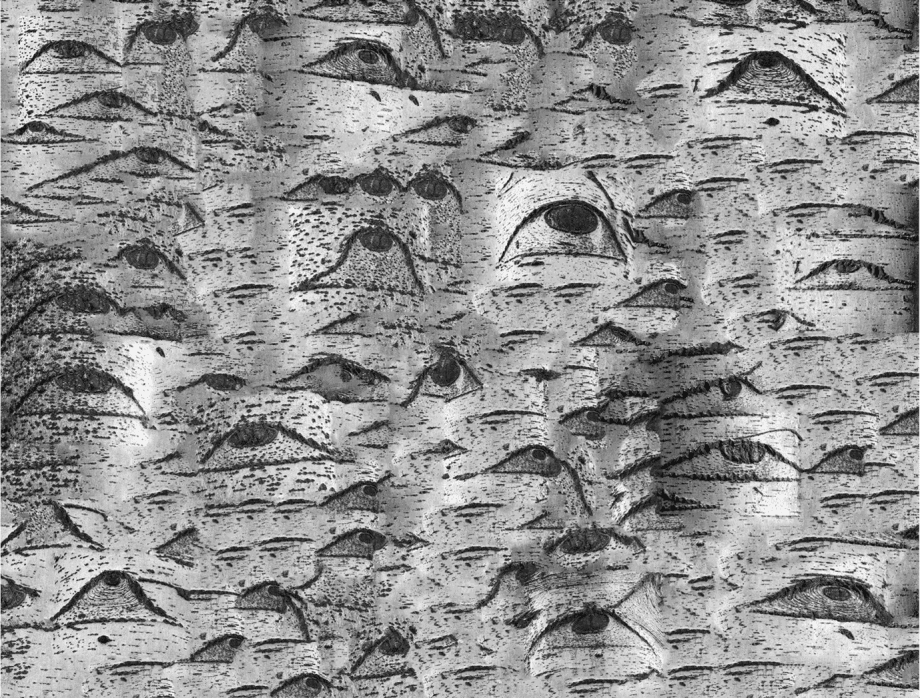 Helen Sear – Natural Surveillance (Trompe l’oeil 1)